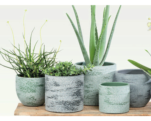 Différentes plantes dans des pots structurés sur une planche en bois