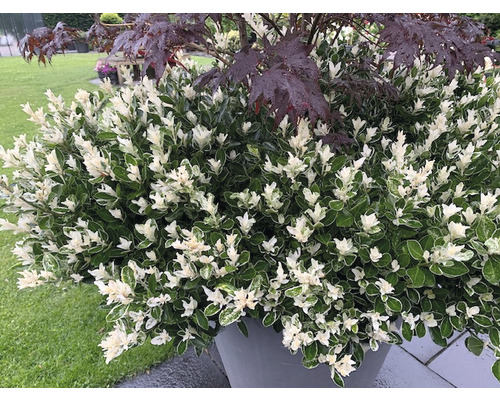 L''image montre un arbuste d''ornement avec des feuilles vert et blanc et un érable dans un pot.