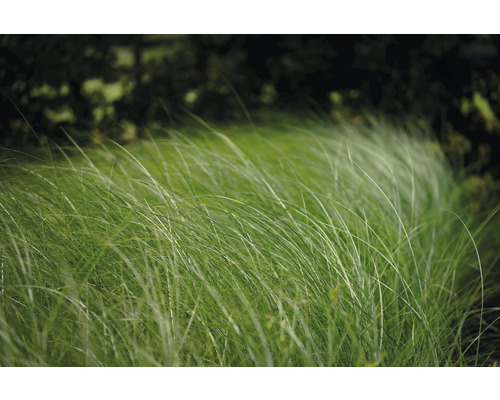 Roseau de Chine FloraSelf Miscanthus sinensis 'Gracillimus' h 10-100 cm Co 3 l Graminées dans le jardin