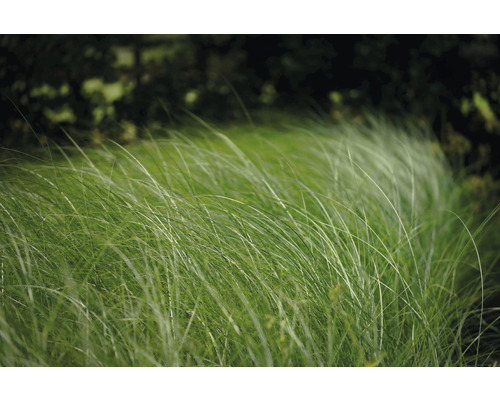 Graminées ornementales hautes