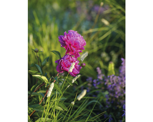 Nahaufnahme einer rosa Pfingstrose im Garten