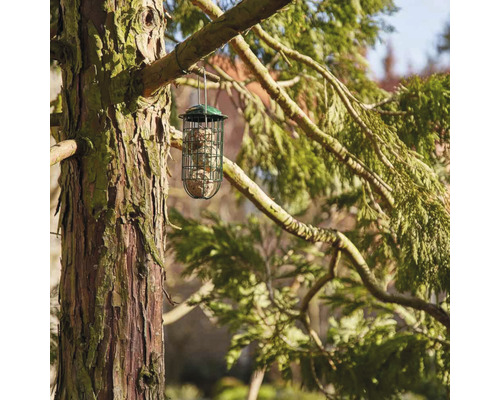 Distributeur de nourriture avec boules de graisse suspendu à un arbre