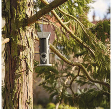 Mangeoire à oiseaux en métal suspendue à un arbre.