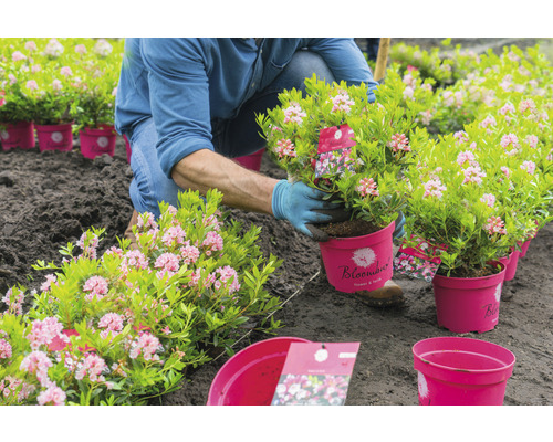 Gärtner pflanzt Rhododendron aus Topf in den Boden