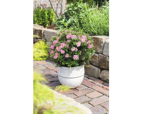 Gartenansicht mit blühendem Rhododendron in Pflanzgefäß