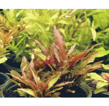 Wasserkelch walkeri legroi - Cryptocoryne walkeri var, legroi