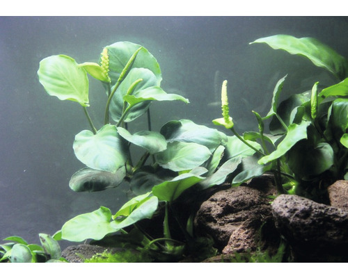 Plante d''aquarium avec des feuilles vertes et des inflorescences blanches