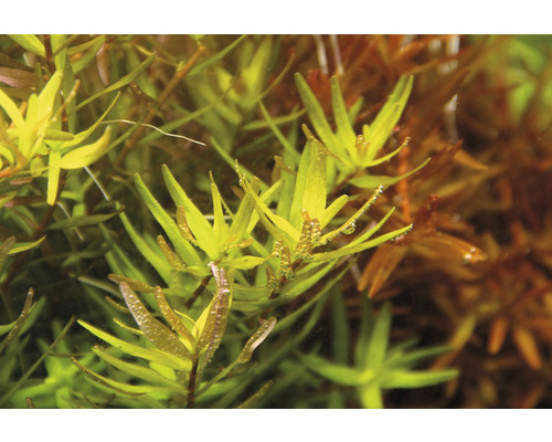 Plante d''aquarium avec des feuilles oblongues
