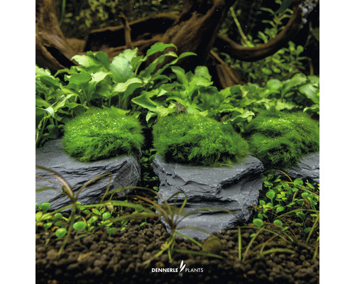 Plantes d''aquarium sur ardoise pour la décoration d''un aquarium