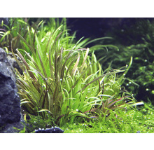 Japanisches Federkraut - Blyxa japonica In-Vitro