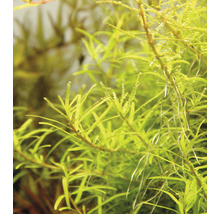 Rotala Wayanad - Rotala sp Wayanad