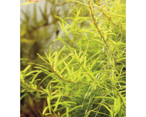Plante d''aquarium en détail