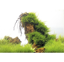 Taiwanmoos - Taxiphyllum alternans Taiwan
