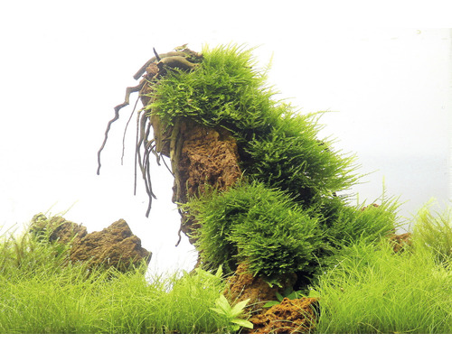 Décoration d''aquarium avec de la mousse sur pierre et des plantes aquatiques