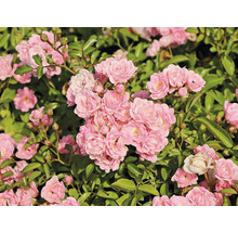 Gros plan sur des fleurs de roses roses avec des feuilles vertes