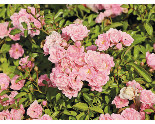 Gros plan sur des fleurs de roses roses avec des feuilles vertes
