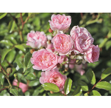 Gros plan d''un groupe de roses roses dans le jardin