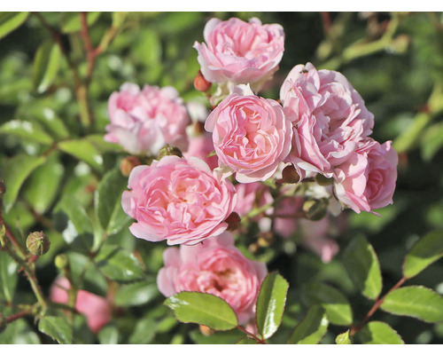 Gros plan d''un groupe de roses roses dans le jardin