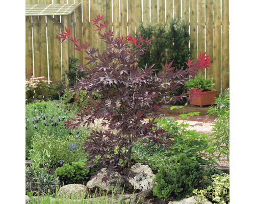 Japanischer Ahorn im Gartenbeet