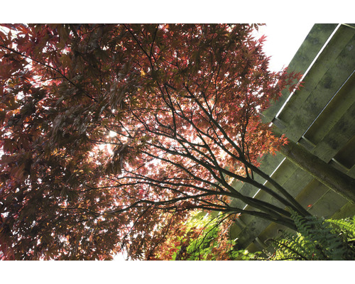 Ahornbaum mit roten Blättern und Holzkonstruktion im Hintergrund