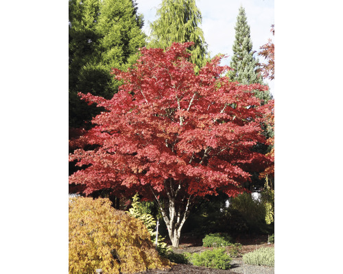 Japanischer Ahornbaum mit rotem Laub