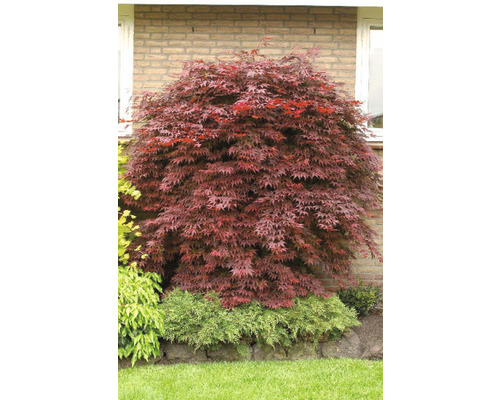 Japanischer Ahorn Baum im Garten