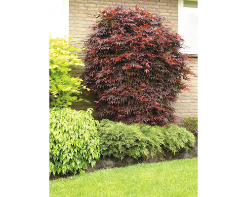 Japanischer Ahorn im Garten mit verschiedenen Pflanzen