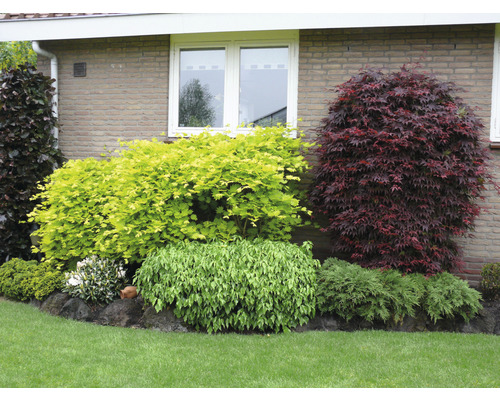 Garten mit verschiedenen Ziersträuchern und Bodendeckern vor einer Hauswand