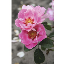 Nahaufnahme von zwei rosa Rosenblüten mit grünen Blättern.