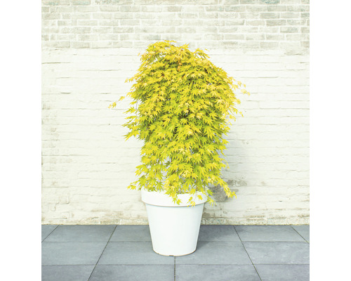 Japanischer Ahorn in einem Pflanzgefäß vor einer Ziegelwand