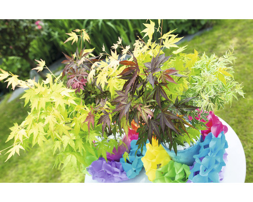 Différentes espèces d''érables en pot sur une table dans le jardin.