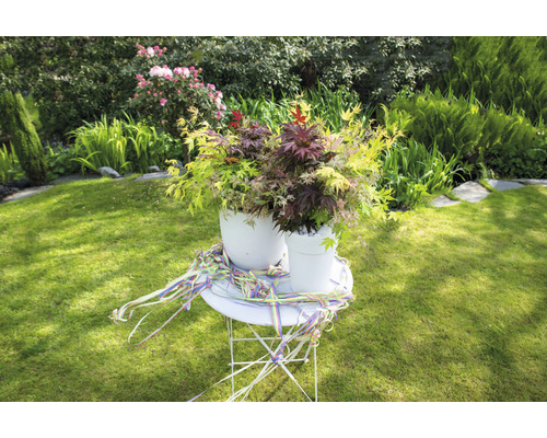 Deux érables japonais en pot sur une table de jardin à l''extérieur.