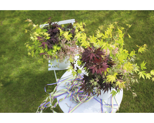Deux érables japonais en pot sur une petite table dans le jardin.