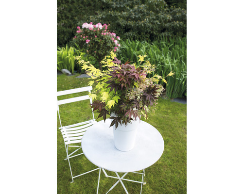 Érable japonais dans un pot sur une table de jardin avec une chaise dans le jardin.