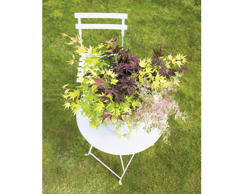 Érable japonais multicolore en pot sur une table