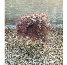 Érable japonais à couronne arrondie dans un parterre de jardin