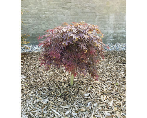 Érable japonais à couronne arrondie dans un parterre de jardin