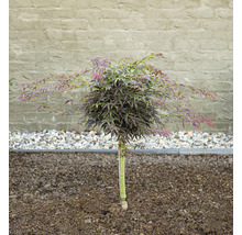 Érable japonais en forme de boule dans le jardin.