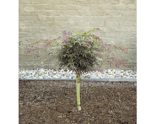 Érable japonais en forme de boule dans le jardin.
