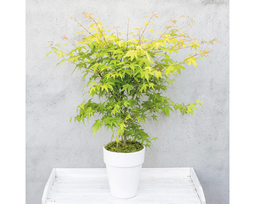 Japanischer Ahorn in einem Topf