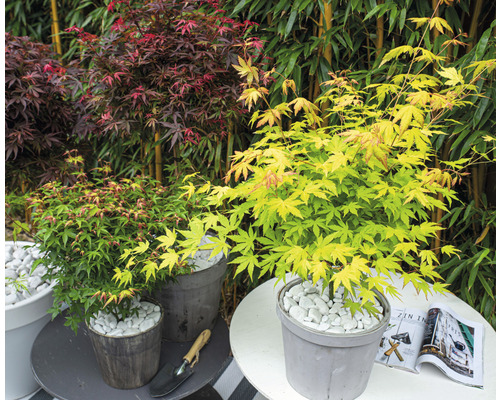 Drei Ahornpflanzen in Töpfen auf Tischen im Garten.