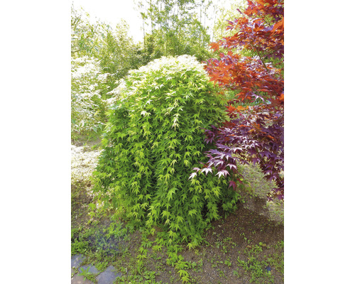 Érable japonais dans le jardin