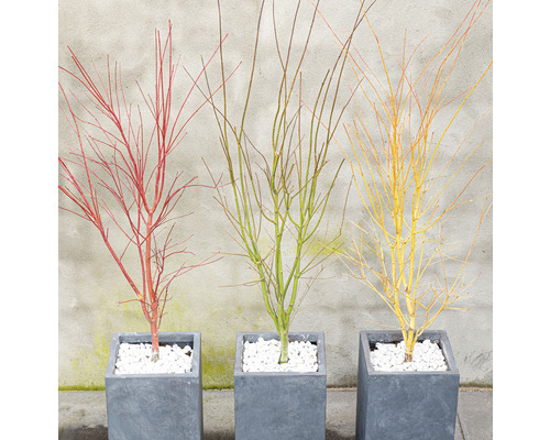 Drei blattlose Zierahornbäume in grauen, quadratischen Pflanzgefäßen mit weißem Kies