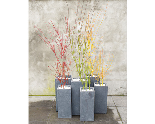 Mehrfarbige Hartriegelzweige in grauen Pflanzgefäßen