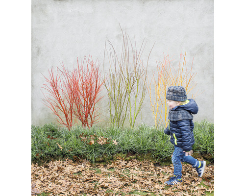 Szene mit einem Jungen, der an Ziersträuchern mit farbigen Ästen vorbeiläuft