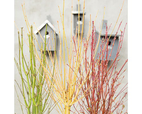 Bündel von Zierweidenzweigen mit Vogelhäusern im Hintergrund