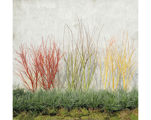 Verschiedenfarbige Hartriegelsträucher vor einer Wand mit Ziergras