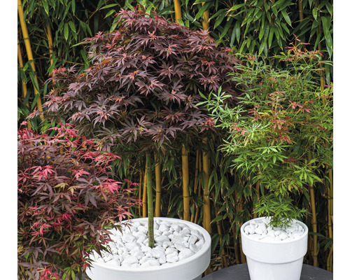 Drei Ahornbäume in weißen Pflanzgefäßen vor einem Bambushintergrund