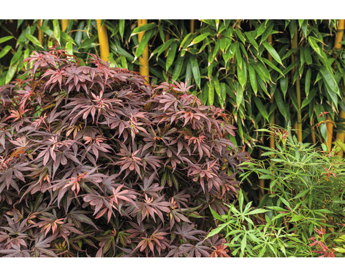 Japanischer Ahorn und Bambus im Garten