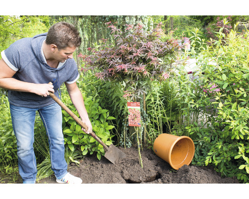 Mann pflanzt japanischen Ahorn mit einem Spaten in einen Garten.